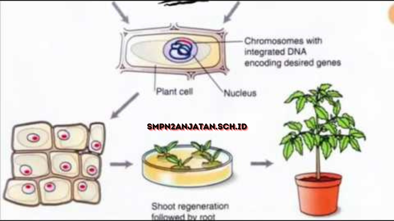 Proses-Rekayasa-Genetika