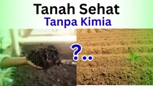 Tanah Sehat Tanpa Kimia - smpn2anjatan.sch.id